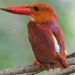 Sample of Rudy kingfisher