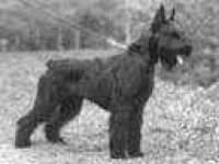 Sample 3 – Giant schnauzer