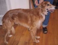 Sample 4 – Borzoi