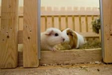 Sample 6 – Guinea pig