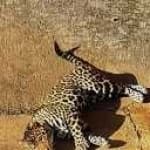 Sample 2 – Jaguar car