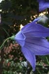 Sample 6 – Balloon flower