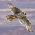Sample of Gyrfalcon