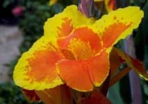 Sample 4 – Canna lily