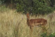 Sample 3 – Impala