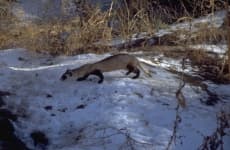 Sample 5 – Badger