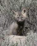 Sample 5 – Kit fox