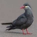 Sample of Inca tern