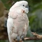 Sample 5 – Cockatoo