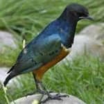 Sample 2 – Superb starling