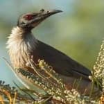 Sample 5 – Noisy friarbird