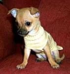 Sample 6 – Chihuahua