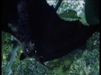 Sample 4 – Bat