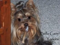 Sample 5 – Yorkshire terrier