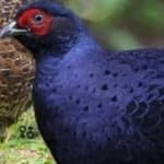 Sample 2 – Mikado pheasant