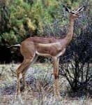 Sample 5 – Gerenuk