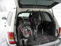 Sample 5 – Giant schnauzer