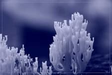 Sample 4 – Coral fungus