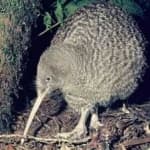 Sample 8 – Bird kiwi