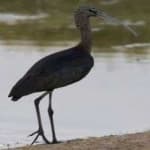 Sample 6 – Glossy ibis