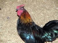 Sample 5 – Chicken