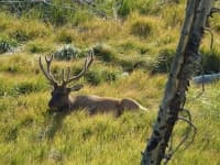 Sample 4 – Deer