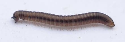Sample 3 – Worm