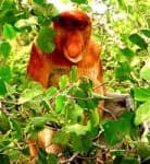 Sample 2 – Proboscis monkey