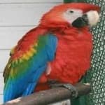 Sample 4 – Scarlet macaw