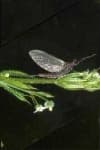Sample 4 – Mayfly