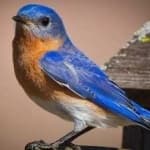 Sample 1 – Eastern bluebird