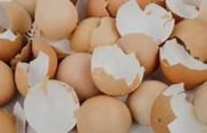 Sample 3 – Egg shell