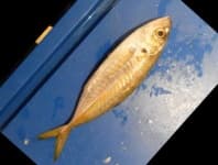 Sample 2 – Hourse mackerel