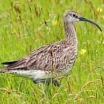 Sample 4 – Whimbrel