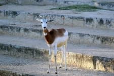 Sample 5 – Gazelle