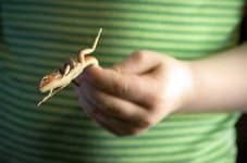 Sample 5 – Green lizard