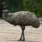 Sample 3 – Emu