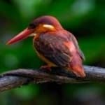 Sample 2 – Rufous kingfisher