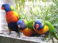 Sample of Lorikeet