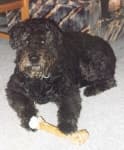 Sample 1 – Bouvier des flandres