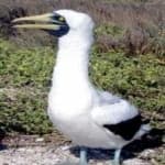 Sample 3 – Masked booby