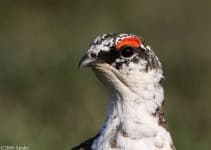 Sample of Ptarmigan