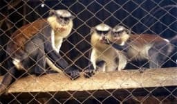 Sample 5 – Guenon