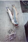 Sample 6 – Barracouta