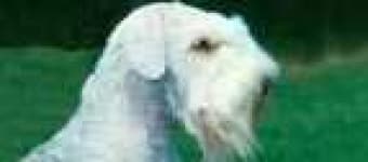 Sample 2 – Sealyham terrier