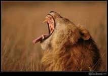 Sample 2 – Lion