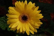 Sample 1 – Barbeton daisy
