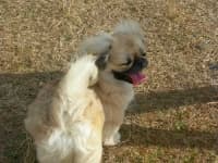 Sample 4 – Pekinese