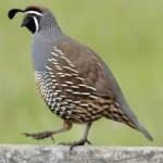 Sample 1 – California quail