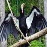 Sample 3 – California condor